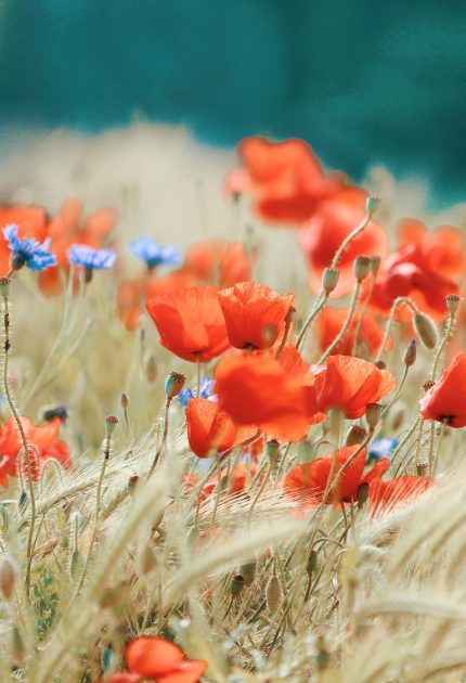 coquelicots coquelicots
